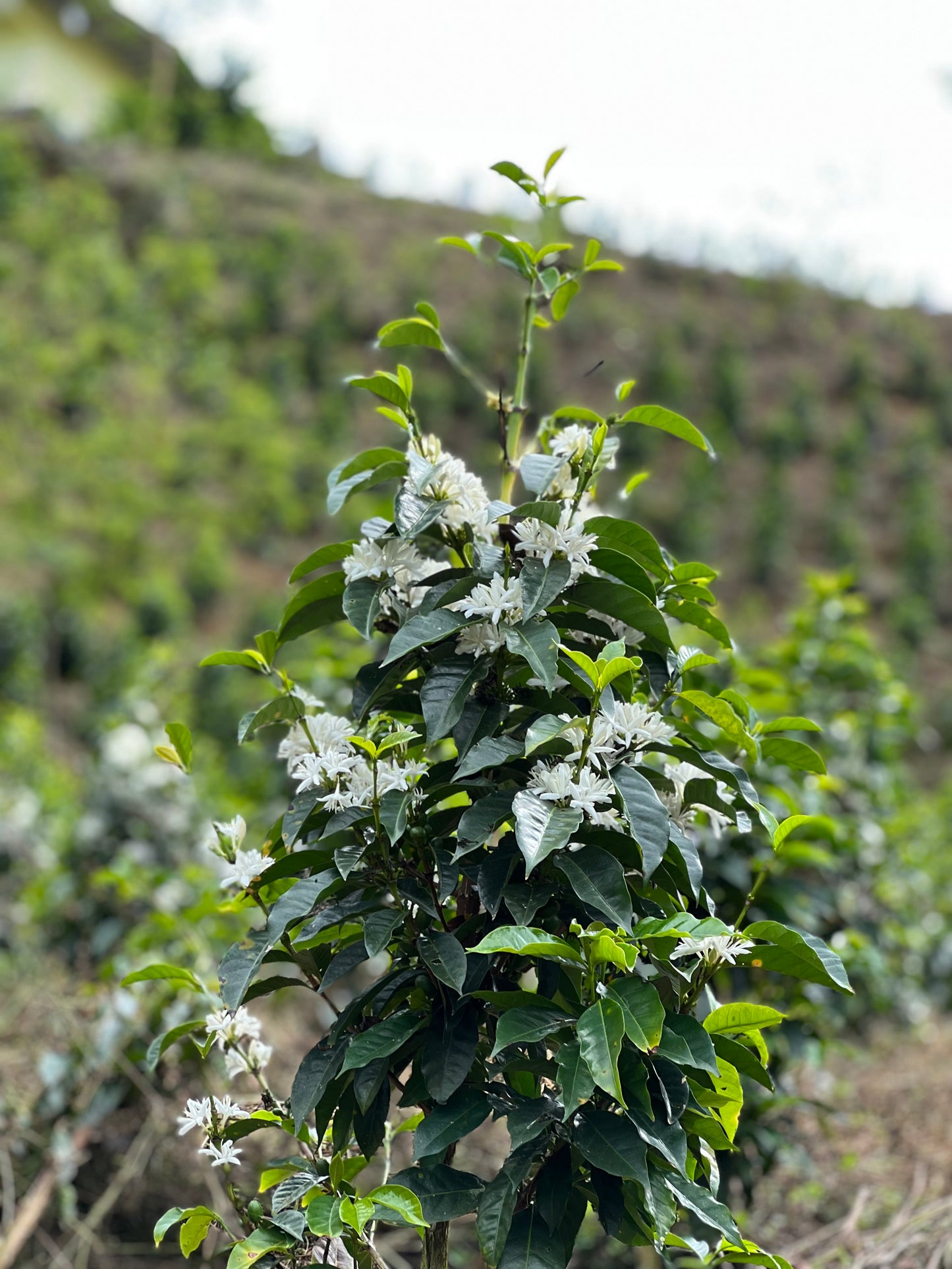 Colombia - Finca Bet-El Semi-Washed