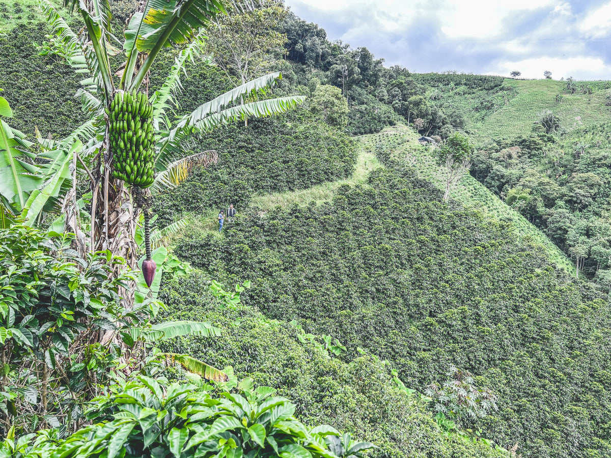 Colombia - Las Perlitas