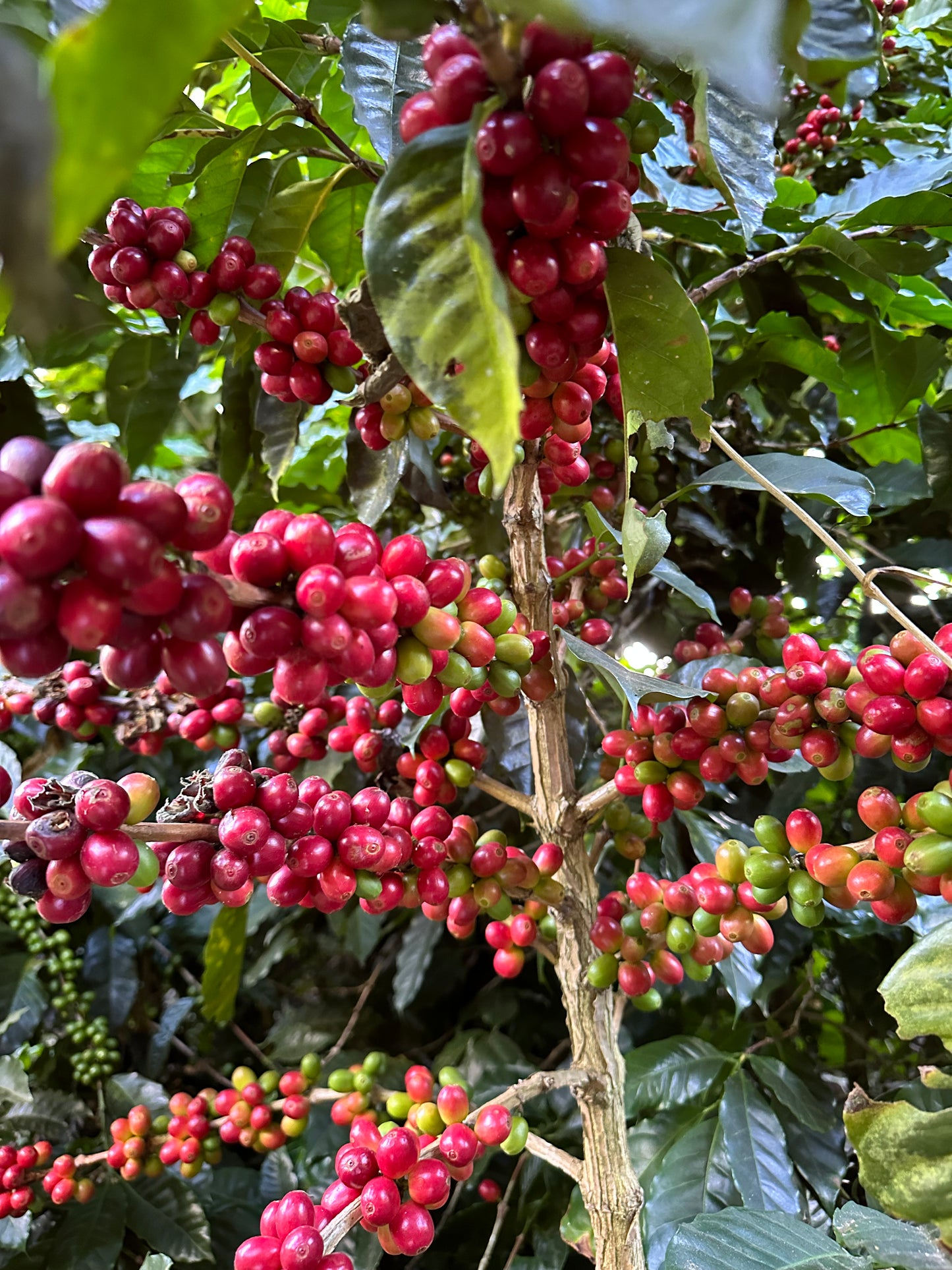 El Salvador - Los Naranjos