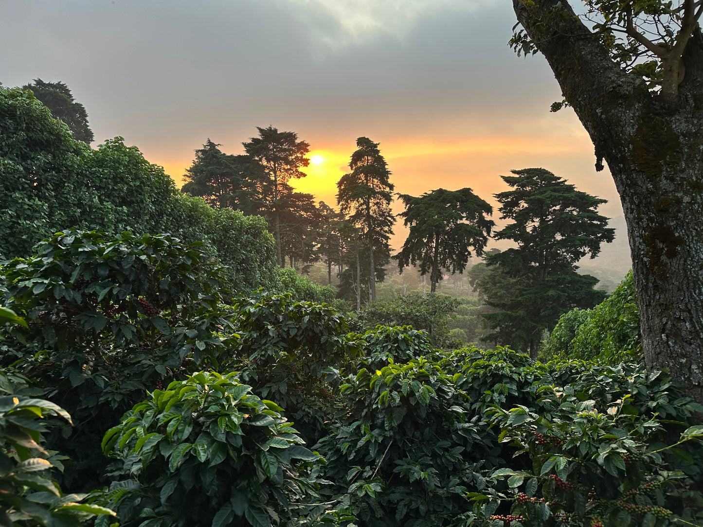 El Salvador - Los Naranjos