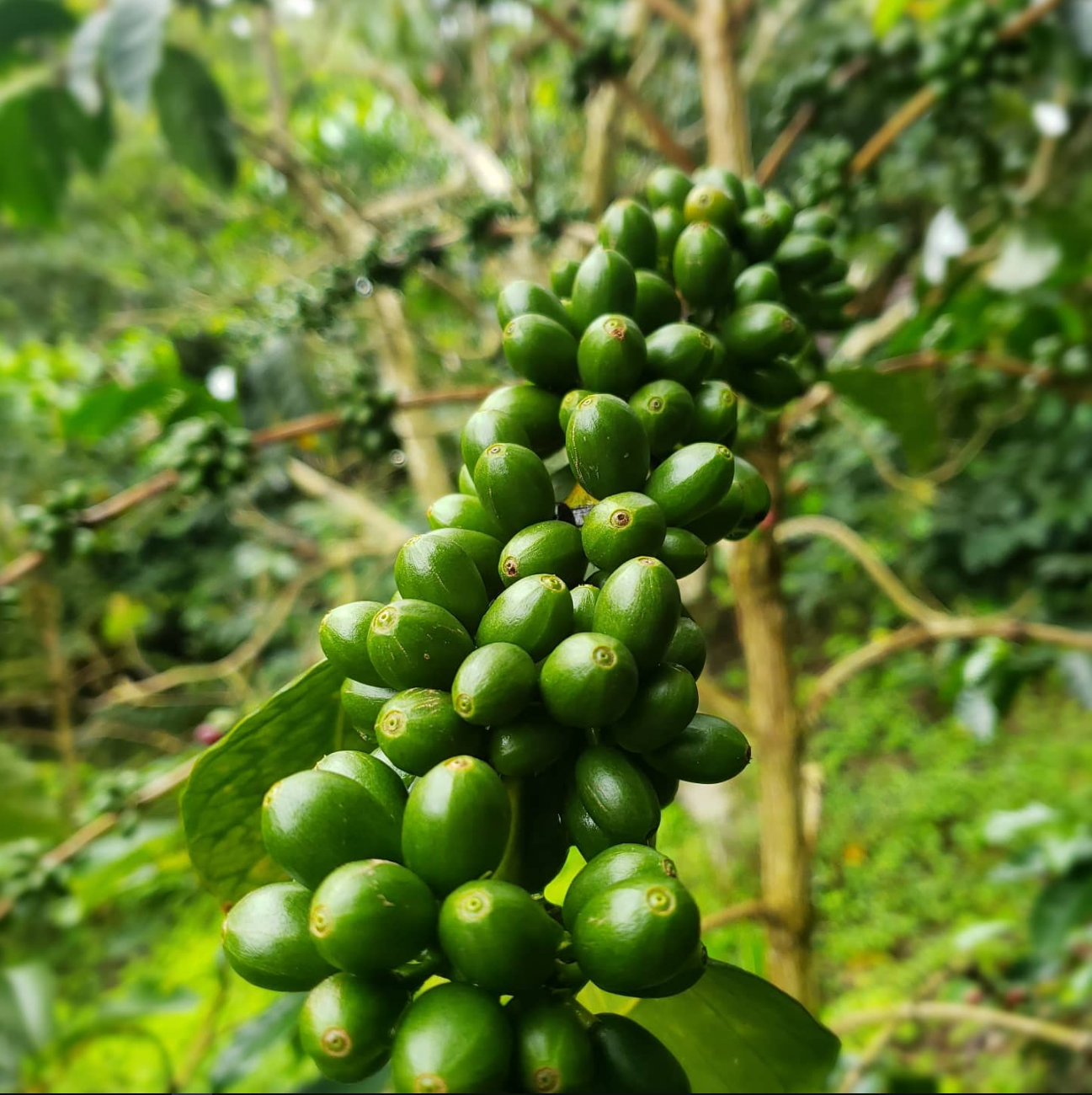 Colombia - Finca Betel semi washed