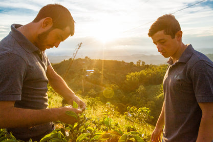 Colombia - Los Nogales low caf