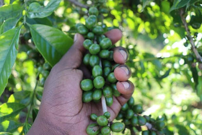 Kenya - Top Kiri AA