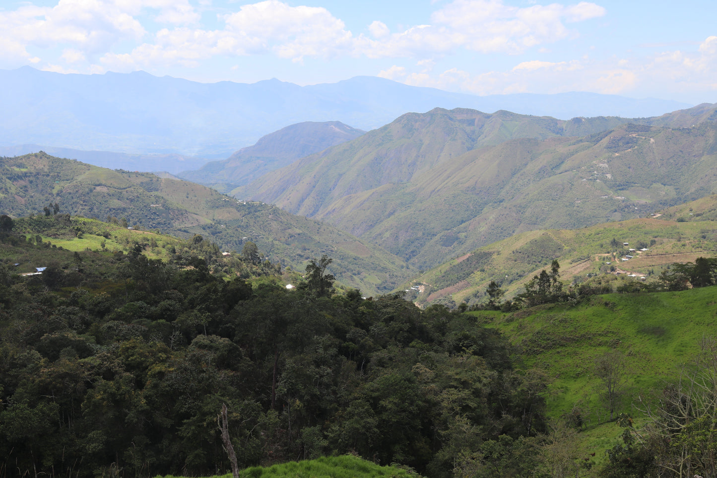 Peru - Las Pirias Gesha