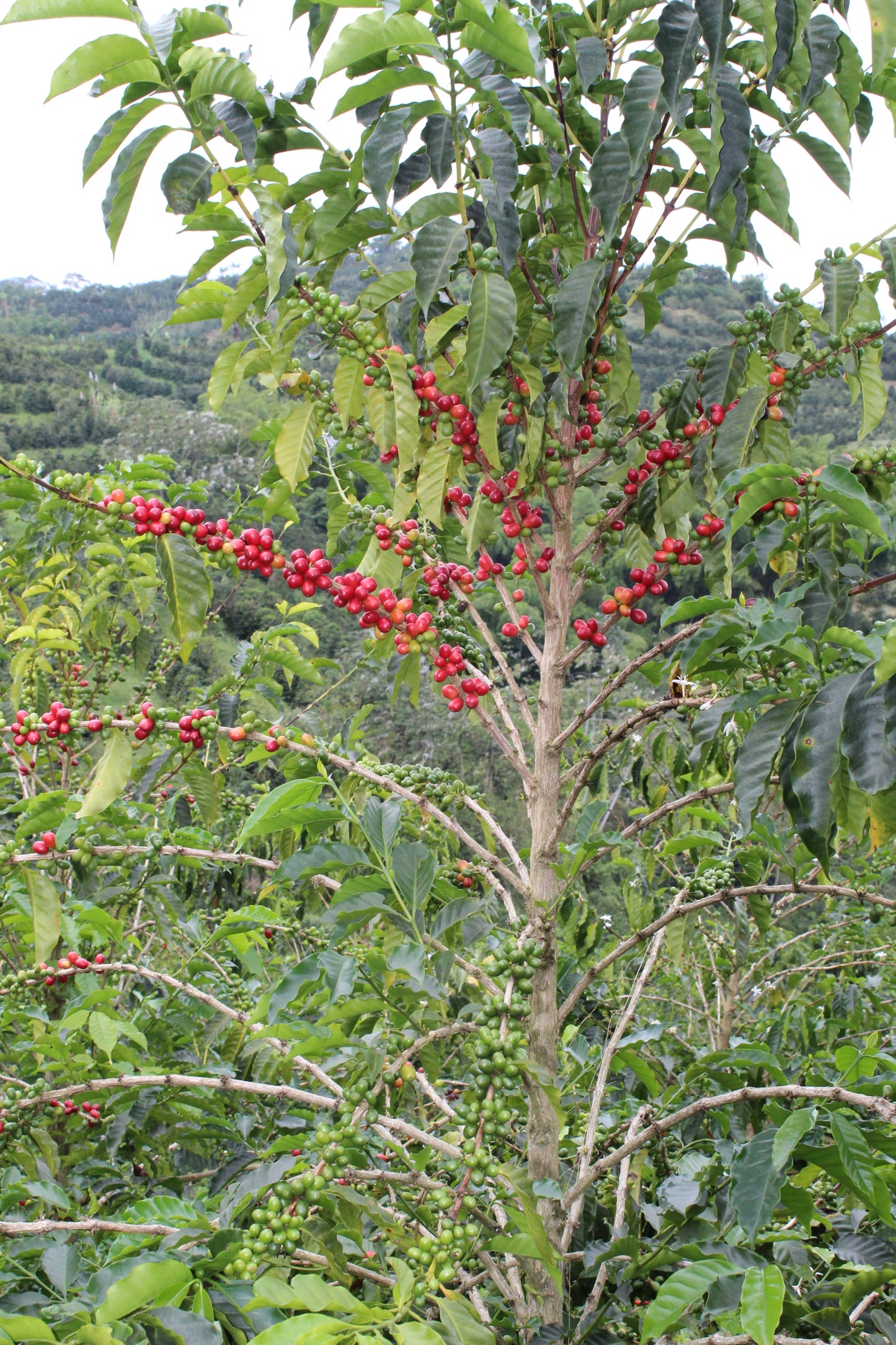 Colombia - Los Nogales low caf