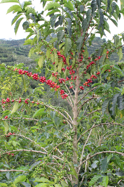 Colombia - Los Nogales low caf
