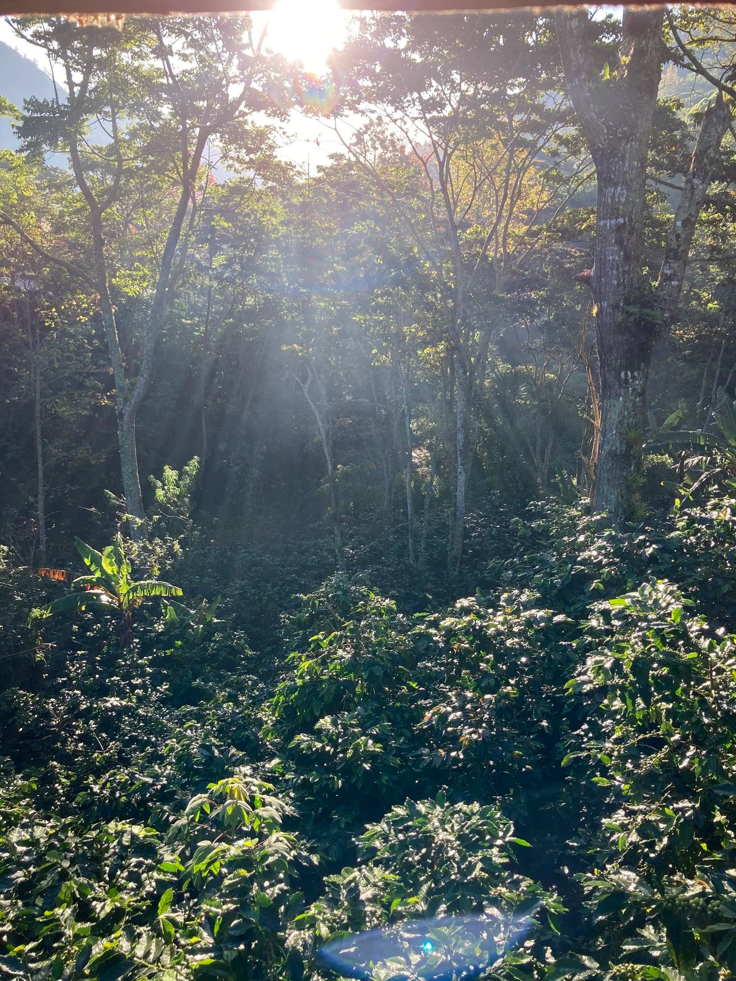 Nicaragua - El Hormiguero
