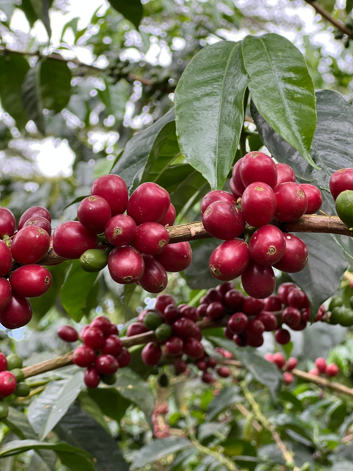 Colombia - Finca Bet-El Semi-Washed