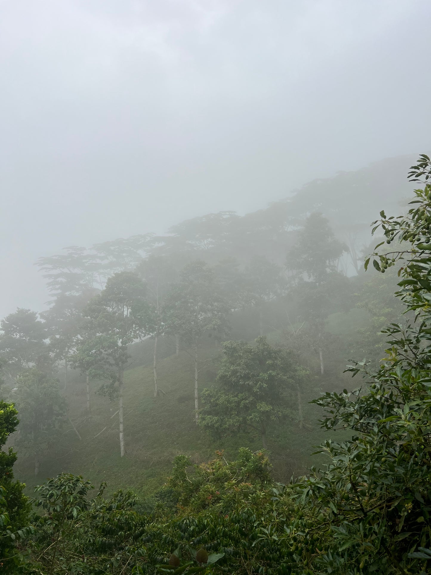 Colombia - Finca Bet-El Semi-Washed