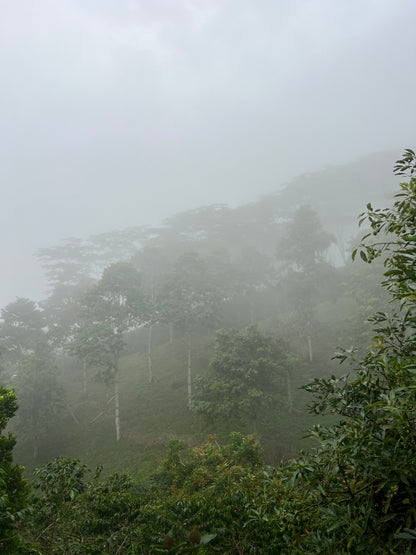 Colombia - Finca Bet-El Semi-Washed