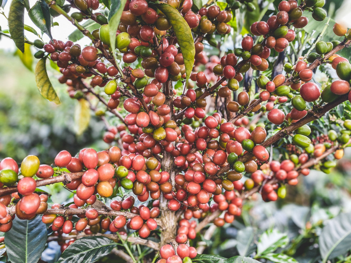 Frost. - Winter Edition