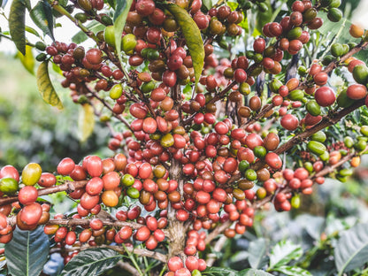 Frost. - Winter Edition