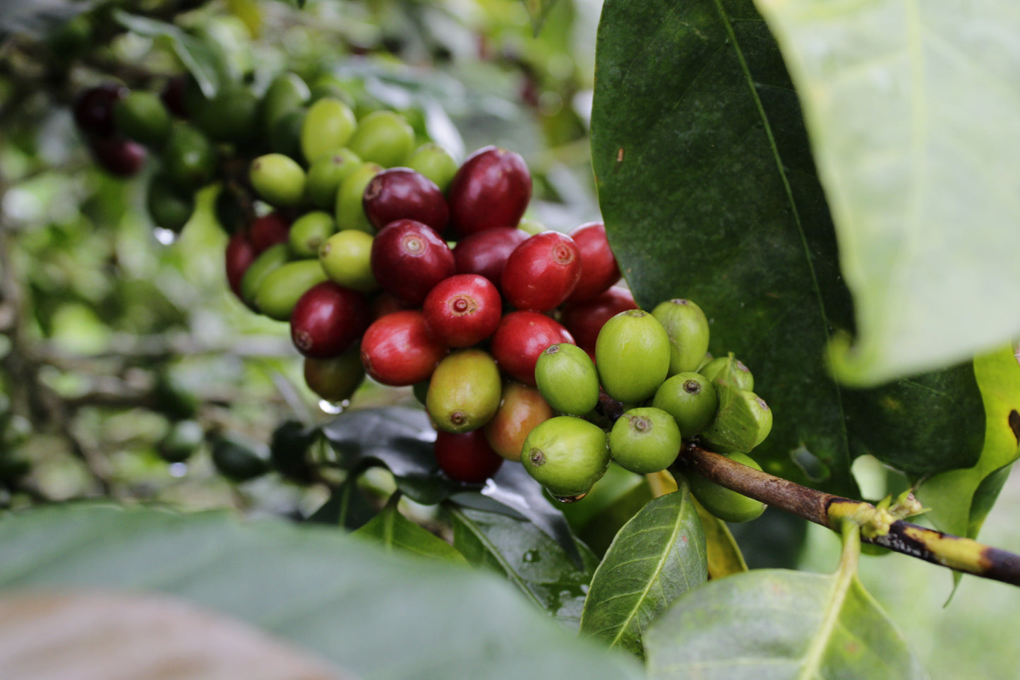 Colombia - Los Nogales low caf