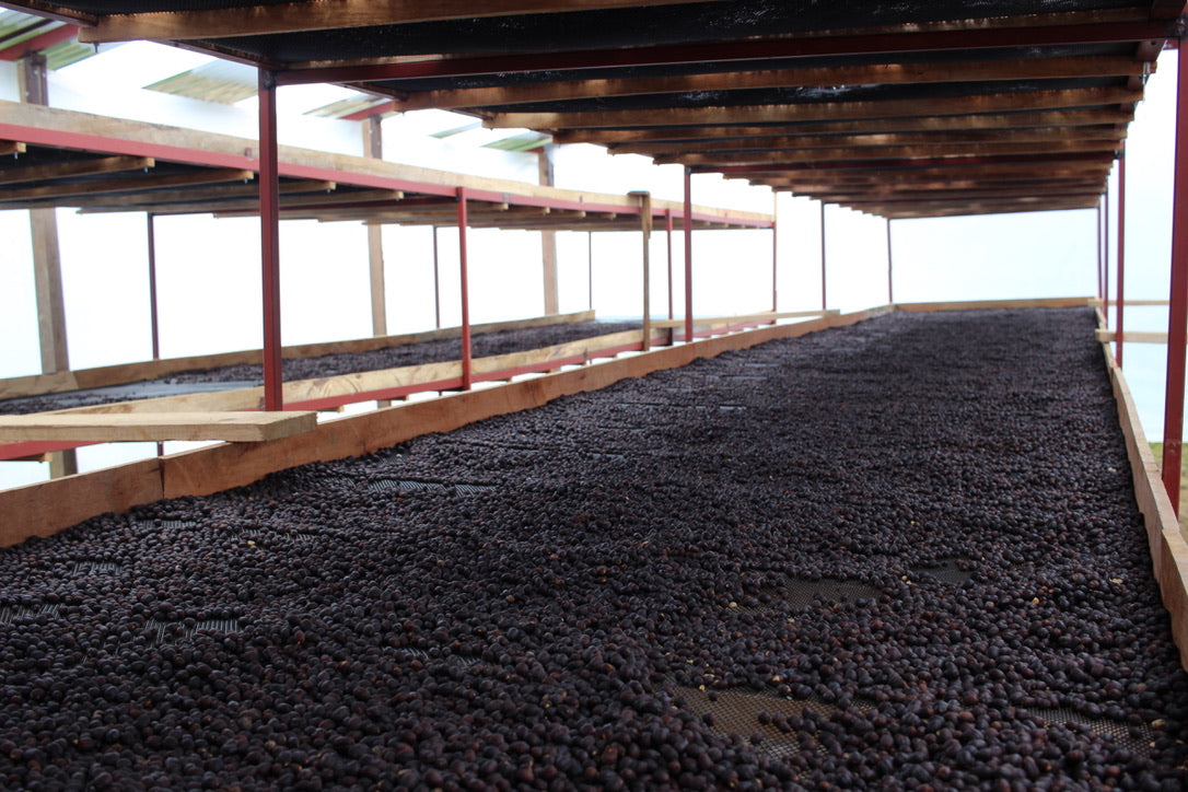 Peru - Las Pirias Gesha