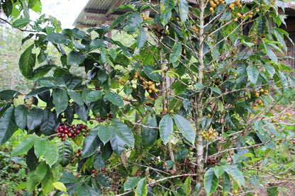 Peru - Las Pirias Gesha