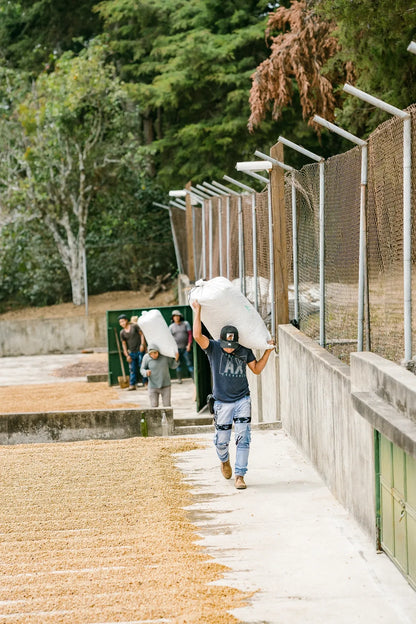 Guatemala - El Parajax Sudan Rume