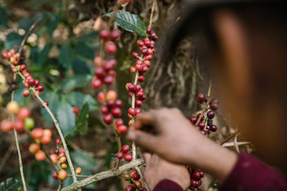 Guatemala - El Parajax Sudan Rume