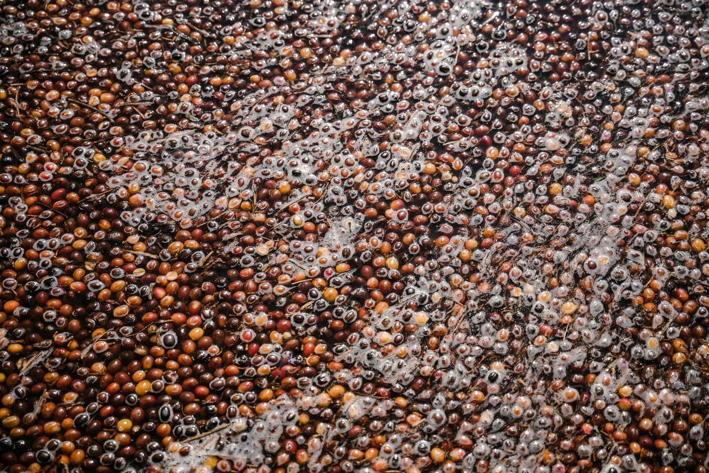 Guatemala - El Parajax Sudan Rume