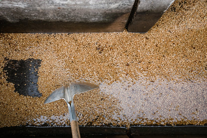 Guatemala - El Parajax Sudan Rume